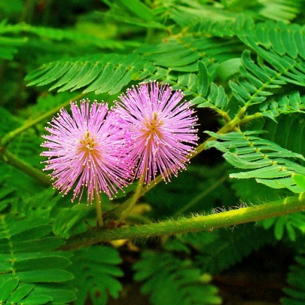 Mimosa - Touch Me Not Plant, Sleeping Plant